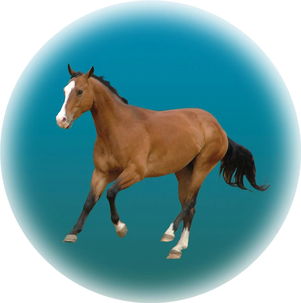 Arabian Horse Wallpapers