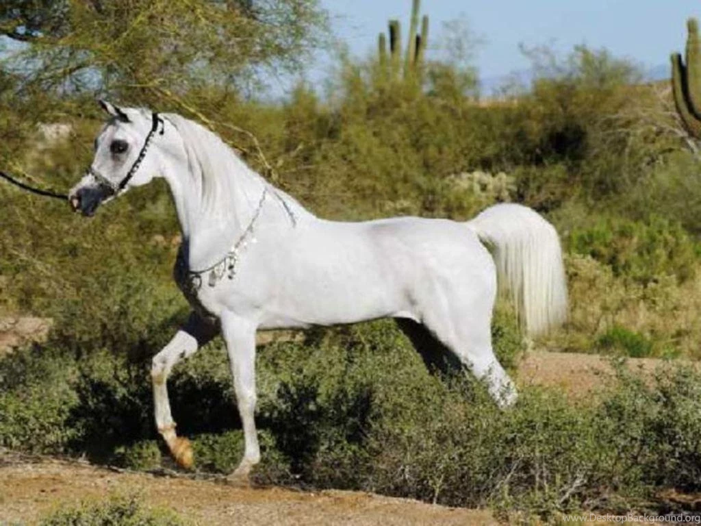 Arabian Horse Free Wallpapers 2518 Amazing Wallpaperz