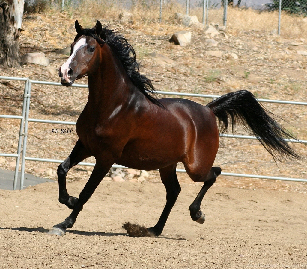 Wallpapers Arabian Horse Cool Arabic Hd Widescreen Top Images ...