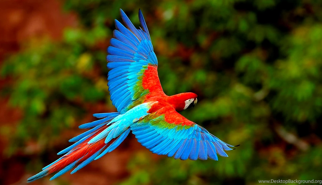 Wallpapers Hd Flying Parrot X High Definition 1366x786