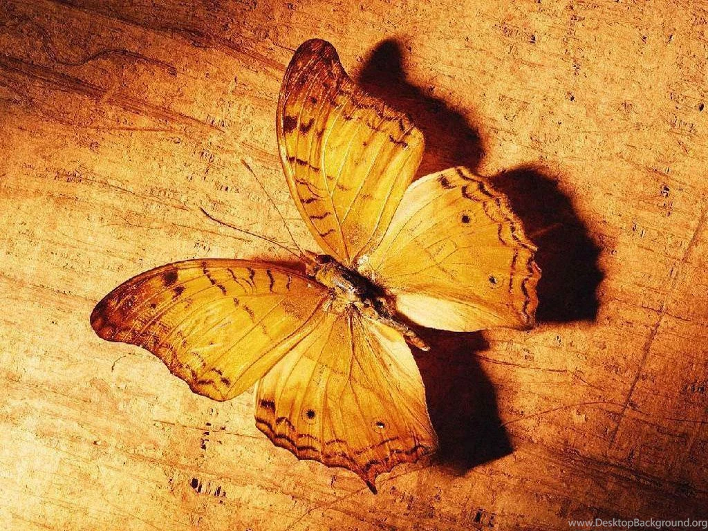 Cute Butterfly Desktops