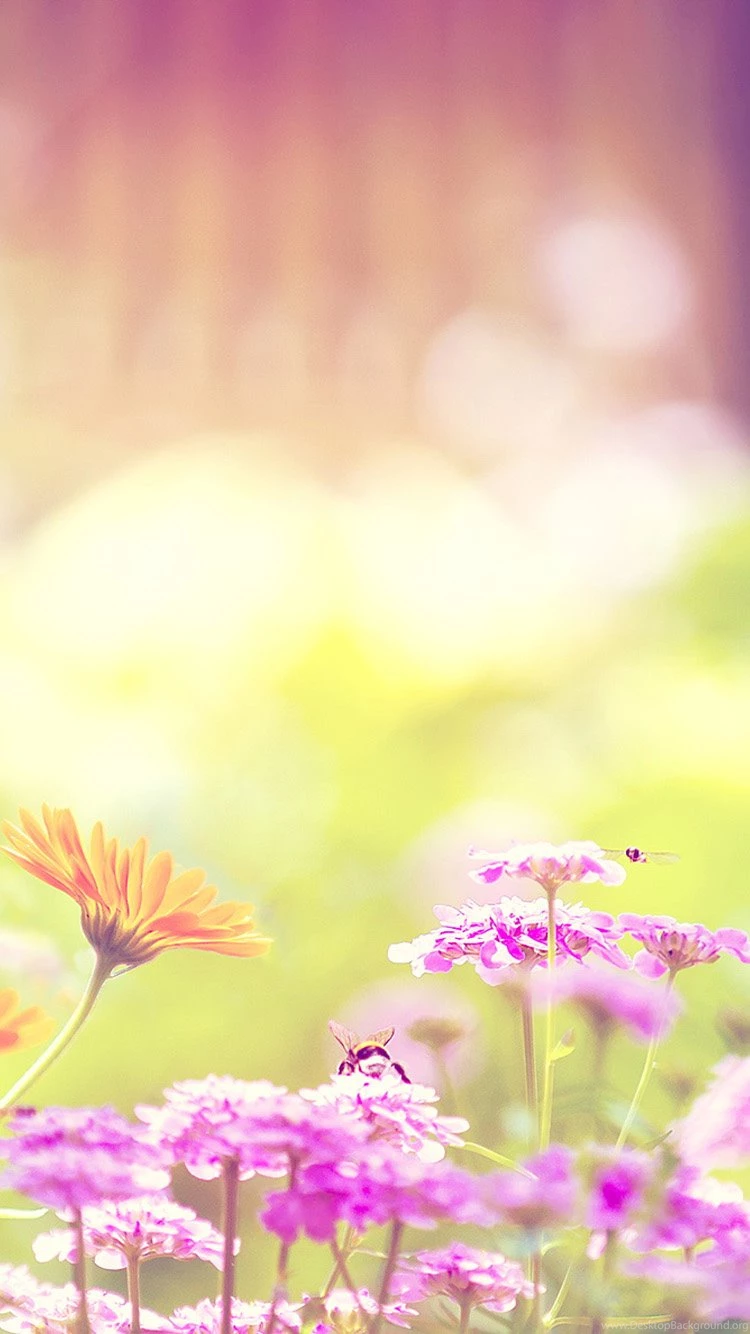 Flower iPhone 6 Wallpapers HD
