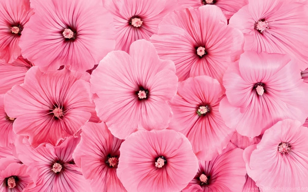 Pink Flowery Wallpapers Desktop Backgrounds