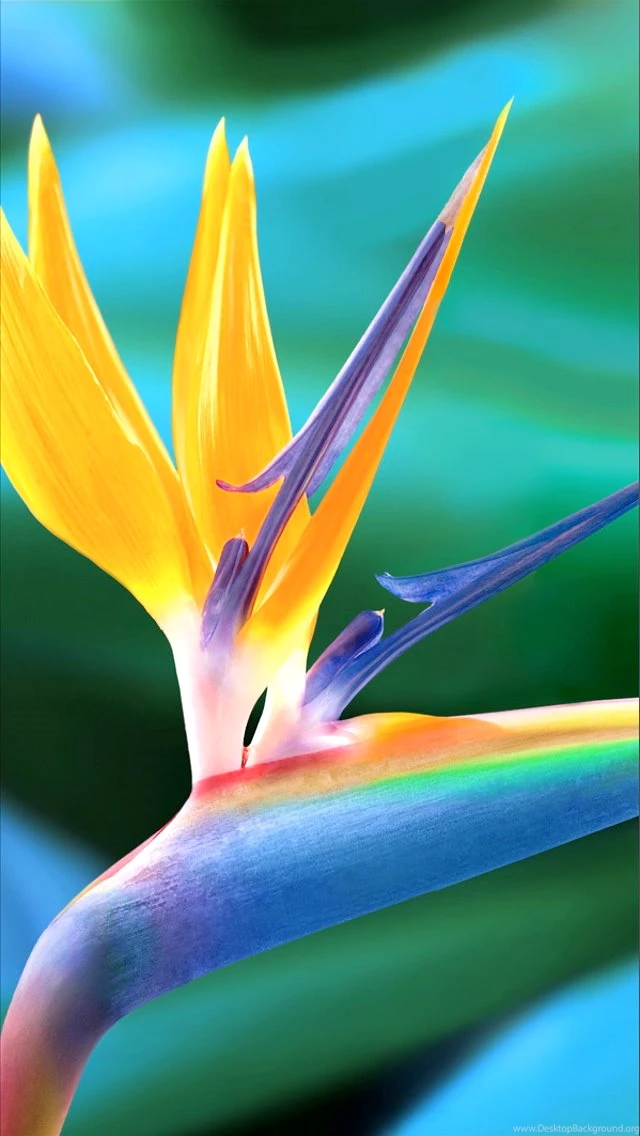50 High Resolution iPhone 5 Wallpapers