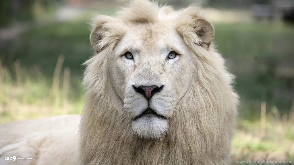 White Lion HD Live Wallpapers   Android Apps And Tests   AndroidPIT