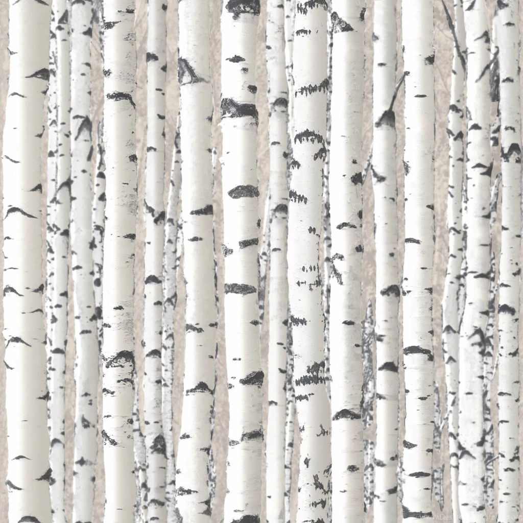Birch Tree Wallpapers Collection (47+)