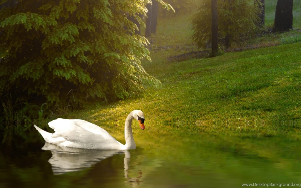 20 Wonderful HD Swan Bird Wallpapers HDWallSource.com