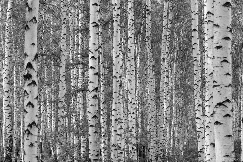 Birch Tree Wallpapers