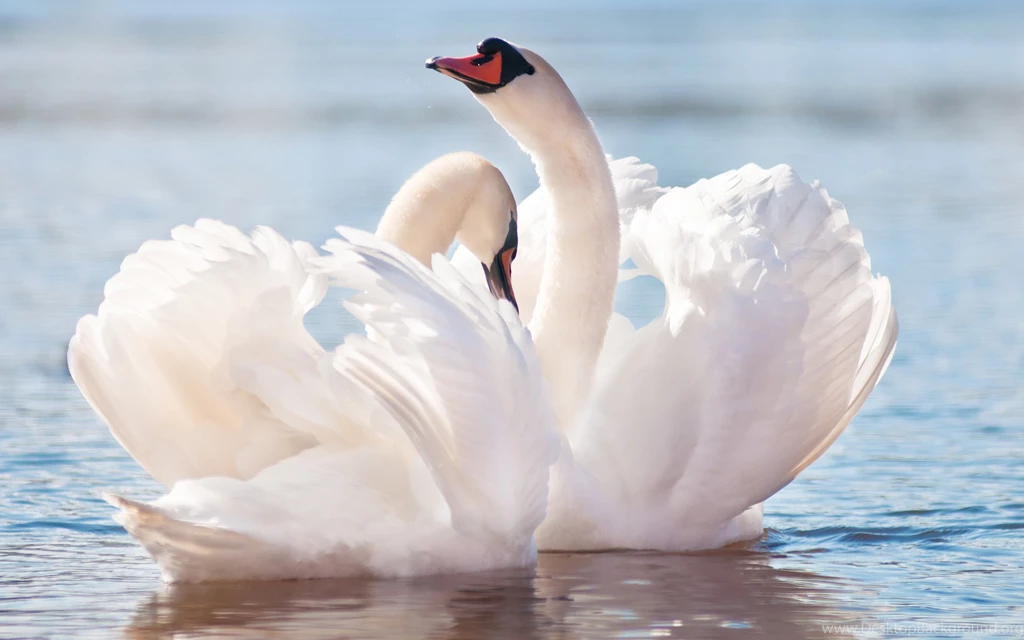 Mute Swan Computer Wallpapers, Desktop Backgrounds