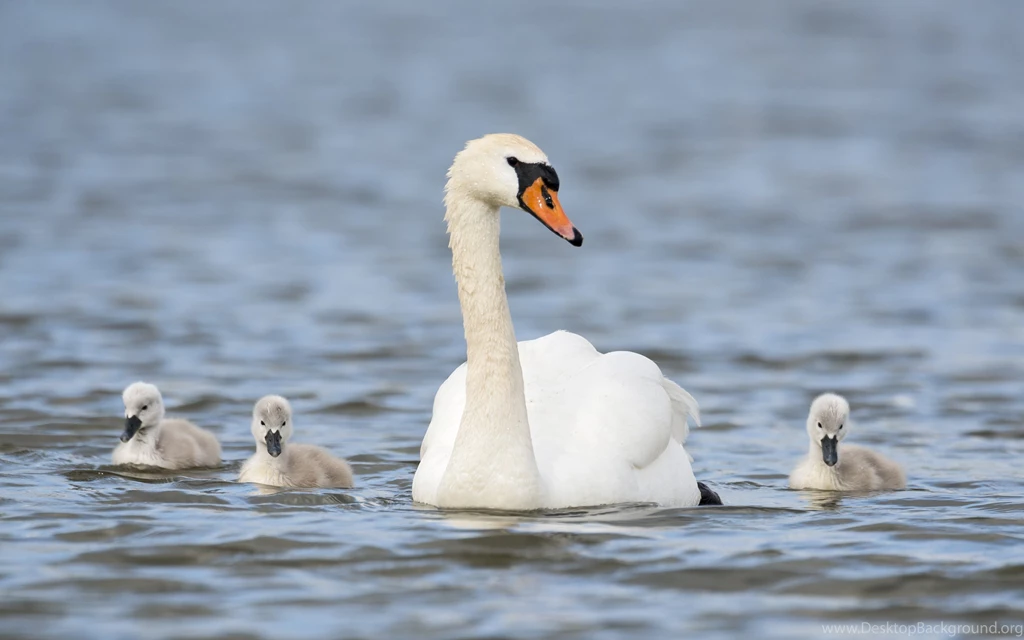 Swan Wallpapers Animal Wallpapers