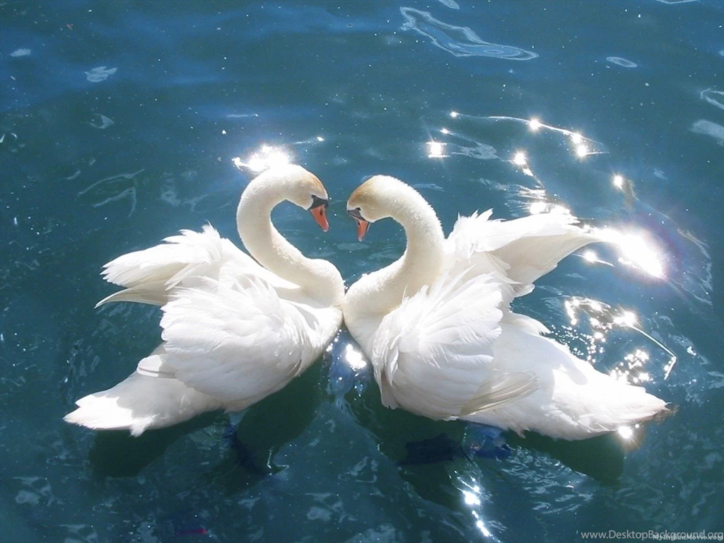 Cool Swan Bird Free HD Wallpapers Download