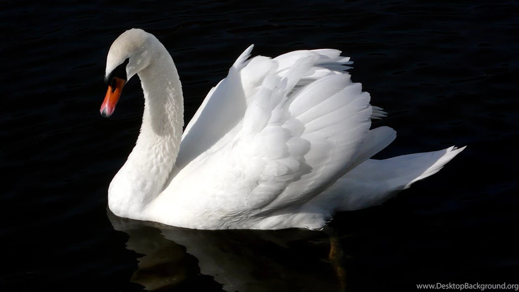 Swan Wallpapers