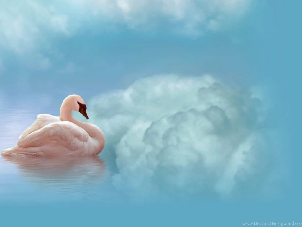 HQ 1280x960px Resolution Swan