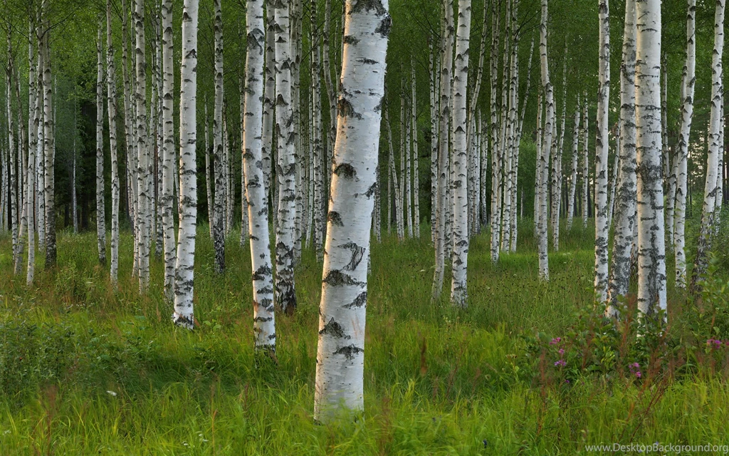 Birch Tree Wallpapers