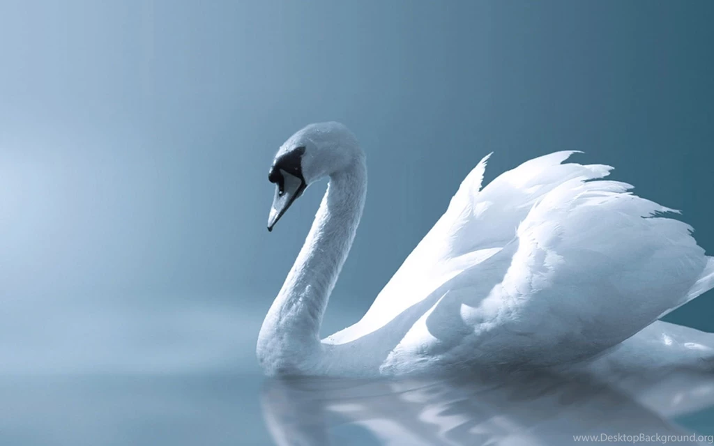 Beautiful Swan Wallpapers