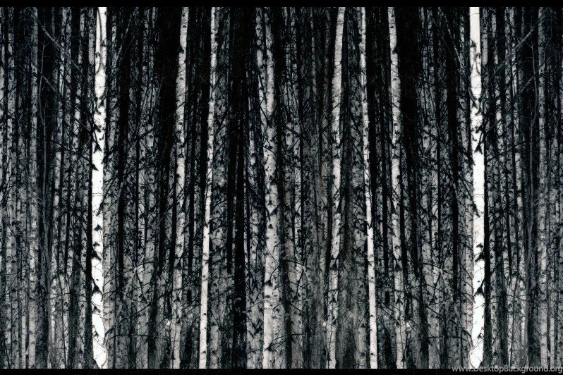 Design Your Own Custom Removable Wallpaper. Image: Silver Birch ...