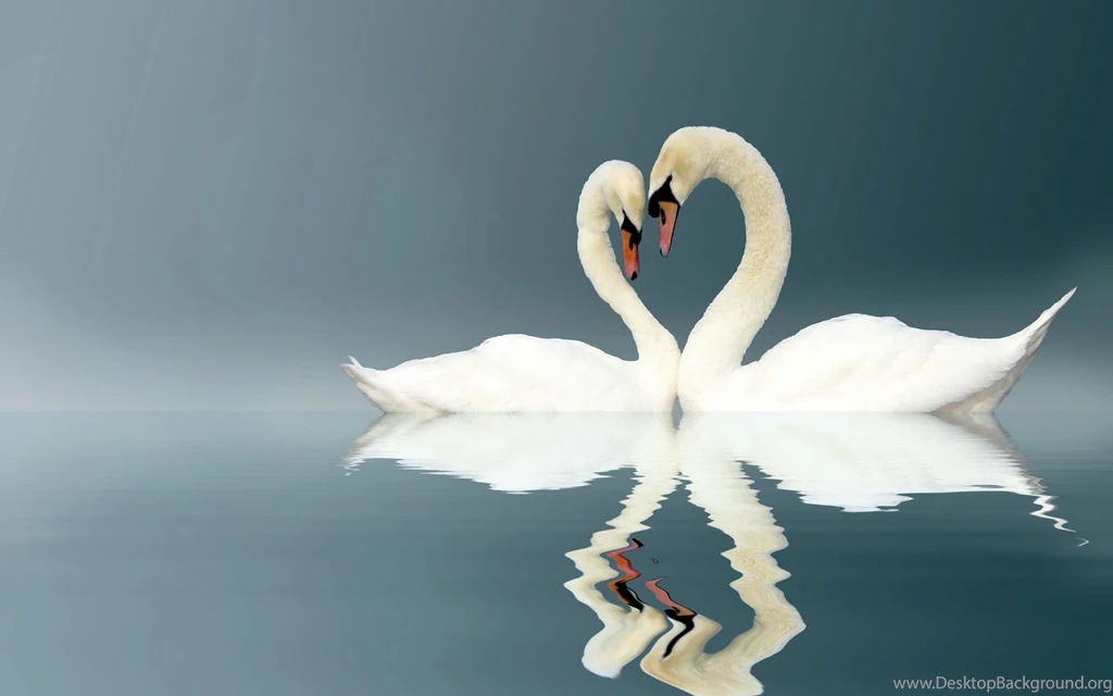 152 Mute Swan HD Wallpapers