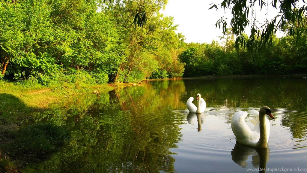 Swan Hd Wallpapers