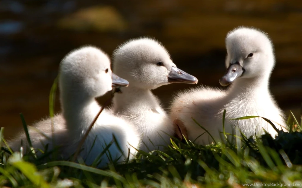 Cool Swan Bird Free HD Wallpapers Download