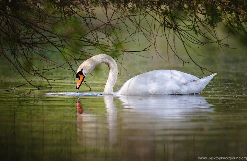 Swan Wallpapers Android Apps On Google Play