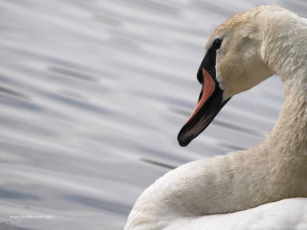 Swan wallpaper 1024x768.jpg