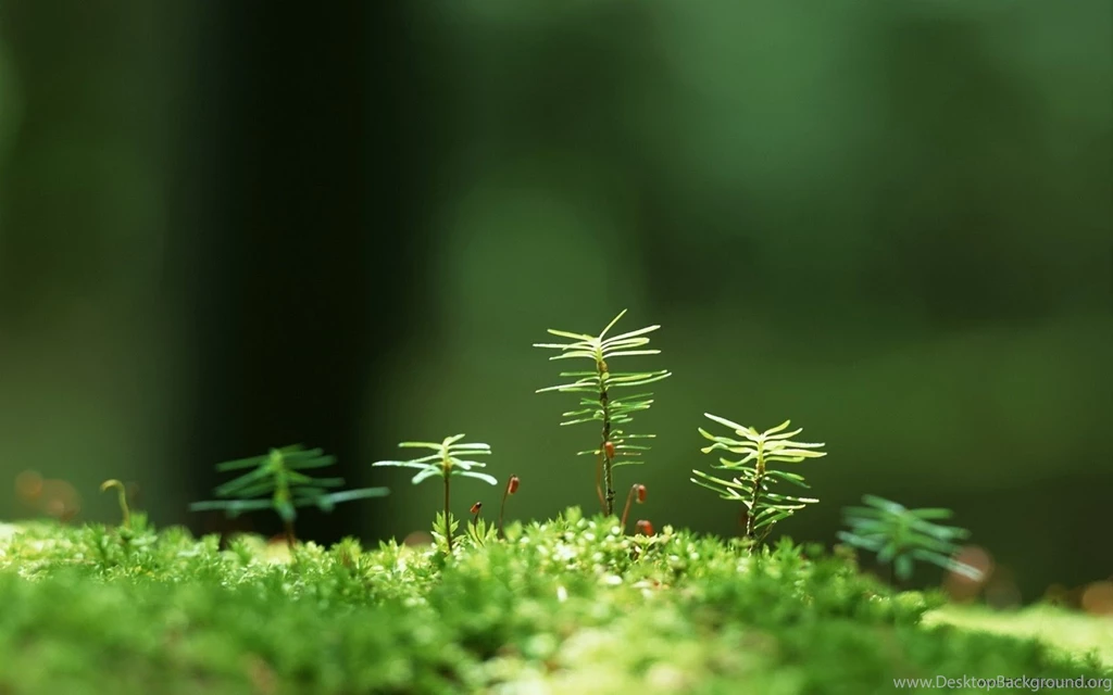 Animated Wallpapers Hd   HD Wallpapers Pretty