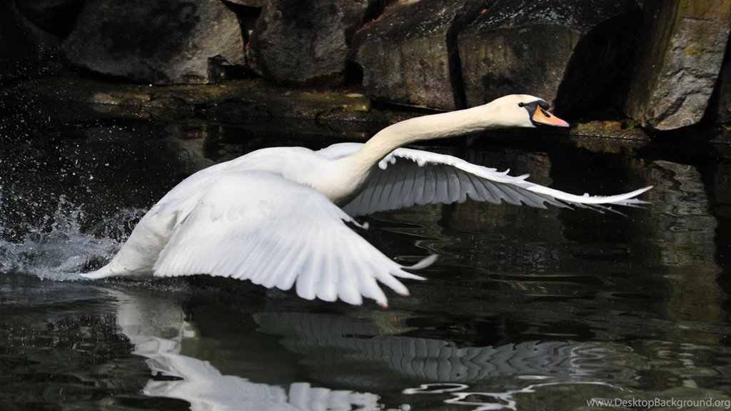 Swan Wallpapers