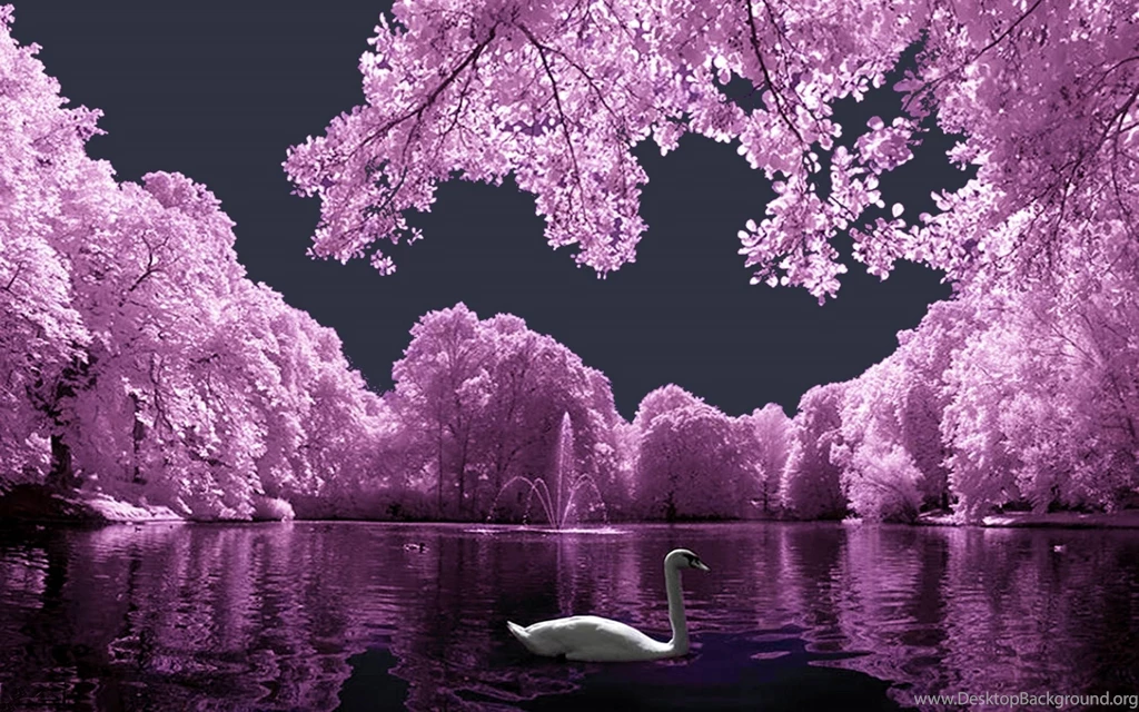 Pink Landscape With White Swan Wallpapers