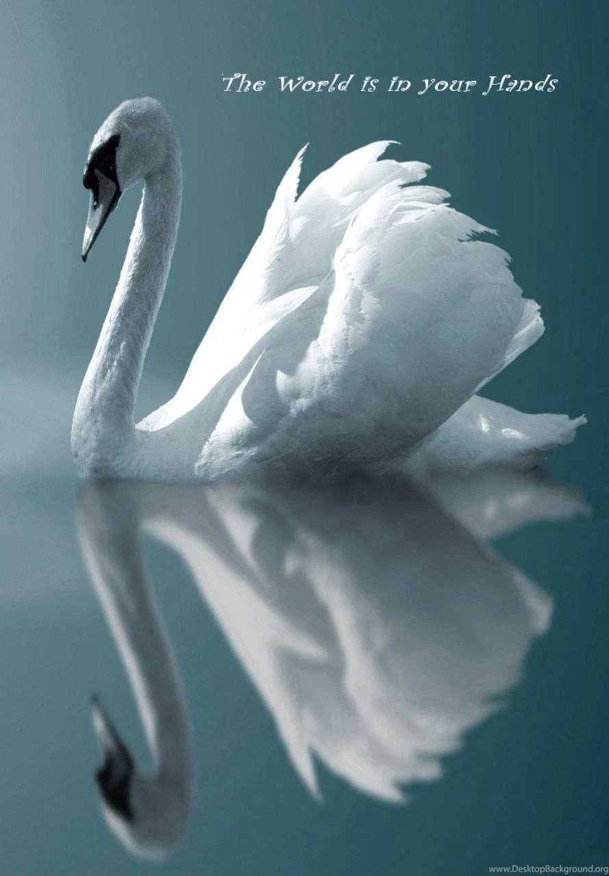 Beautiful Swan Galaxy S3 Wallpapers (889x1279)