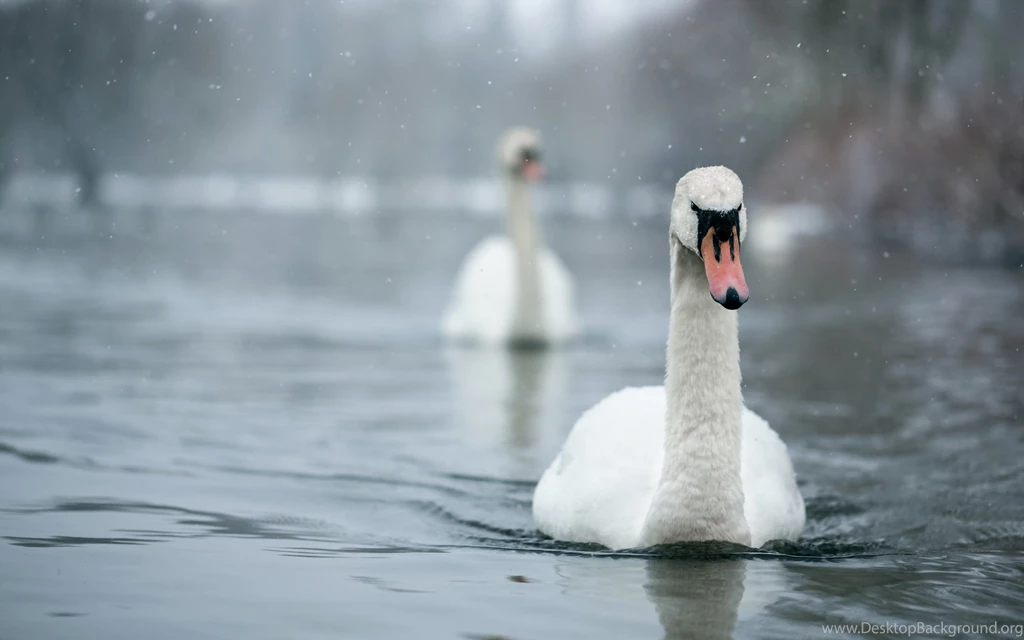 Mute Swan Computer Wallpapers, Desktop Backgrounds