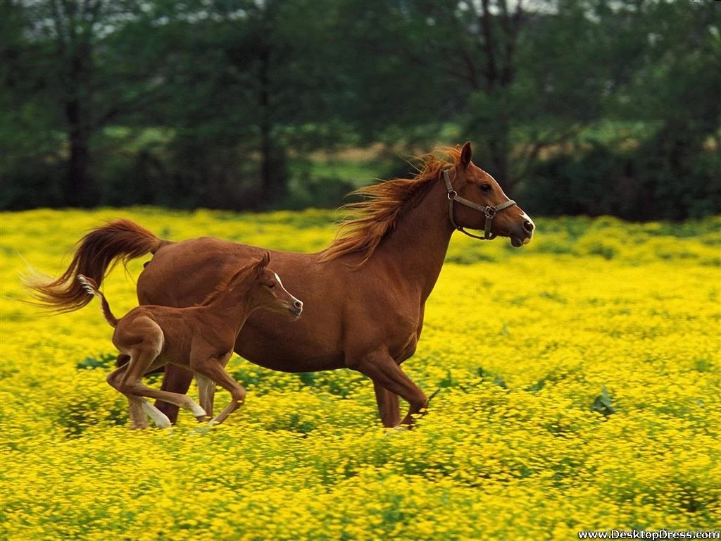 Desktop Wallpapers » Animals Backgrounds » Arabian Mare And Foal ...