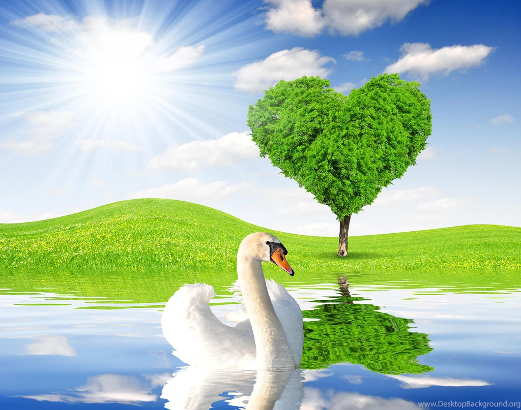 Swan Heart (