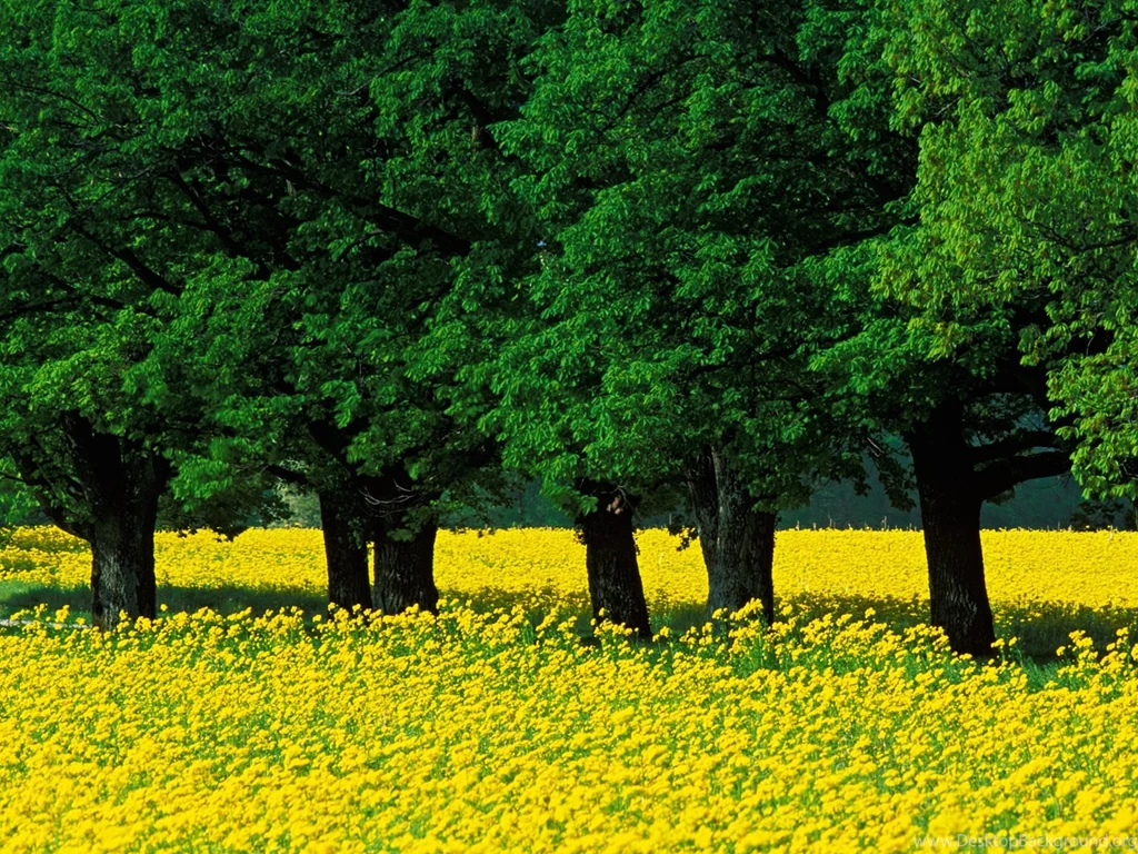 Mustard Flowers Louisville Kentucky   Nature Wallpapers Image ...