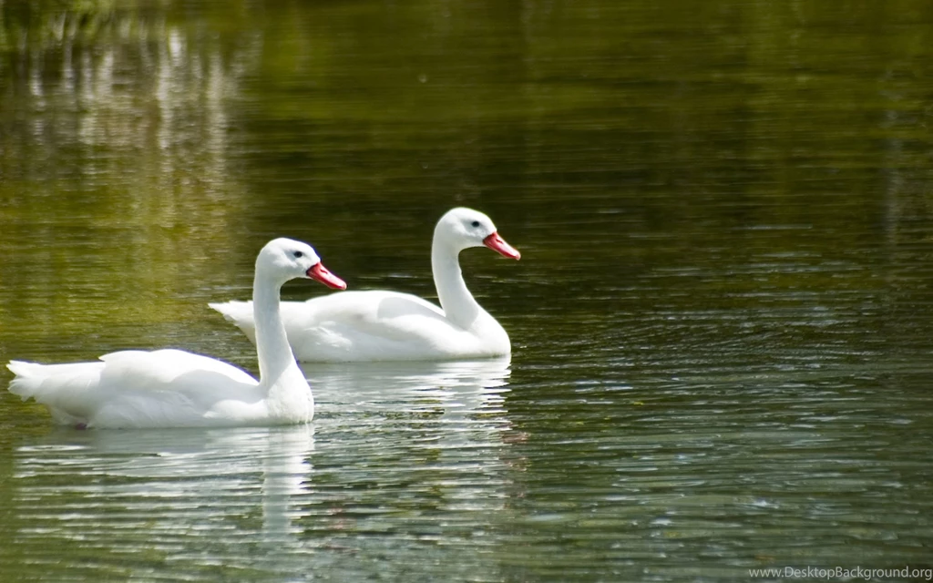 Two Swan Clipart Wallpaper.