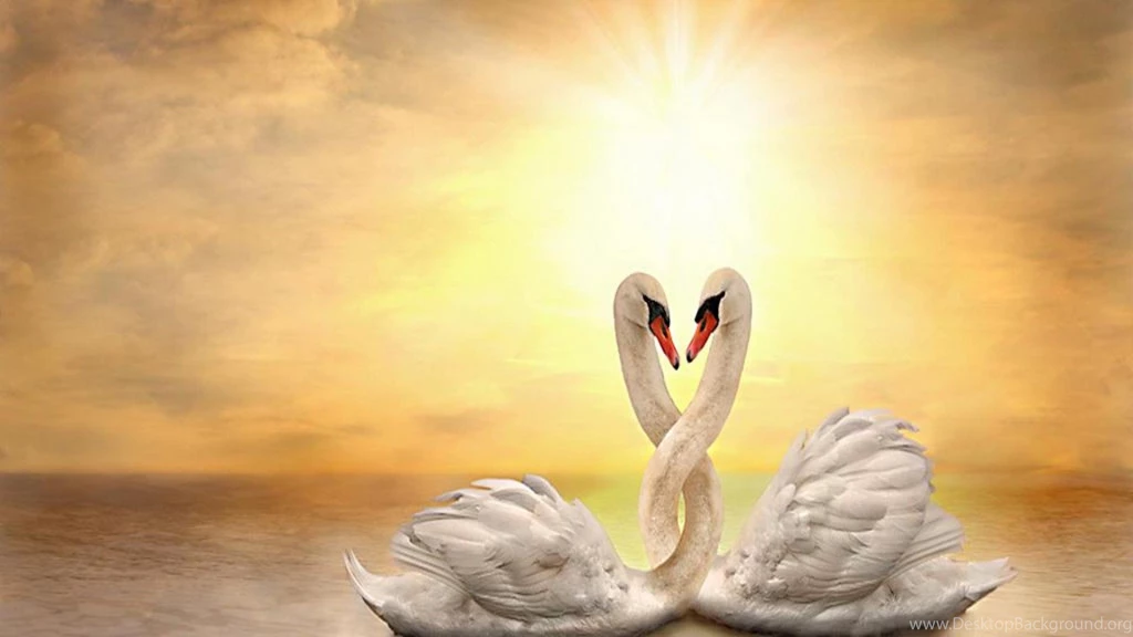 Swan Love (