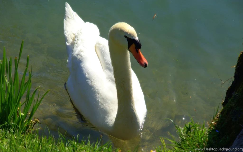 14+ Best HD Swan Wallpapers