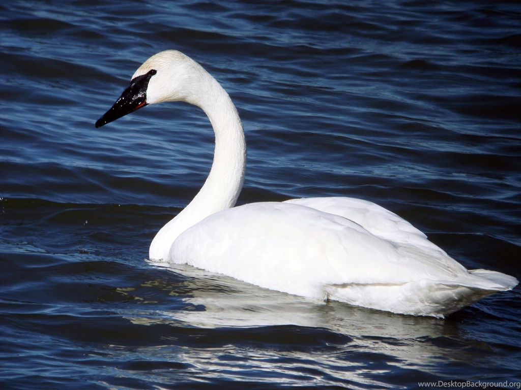 Beautiful Swan Wallpapers