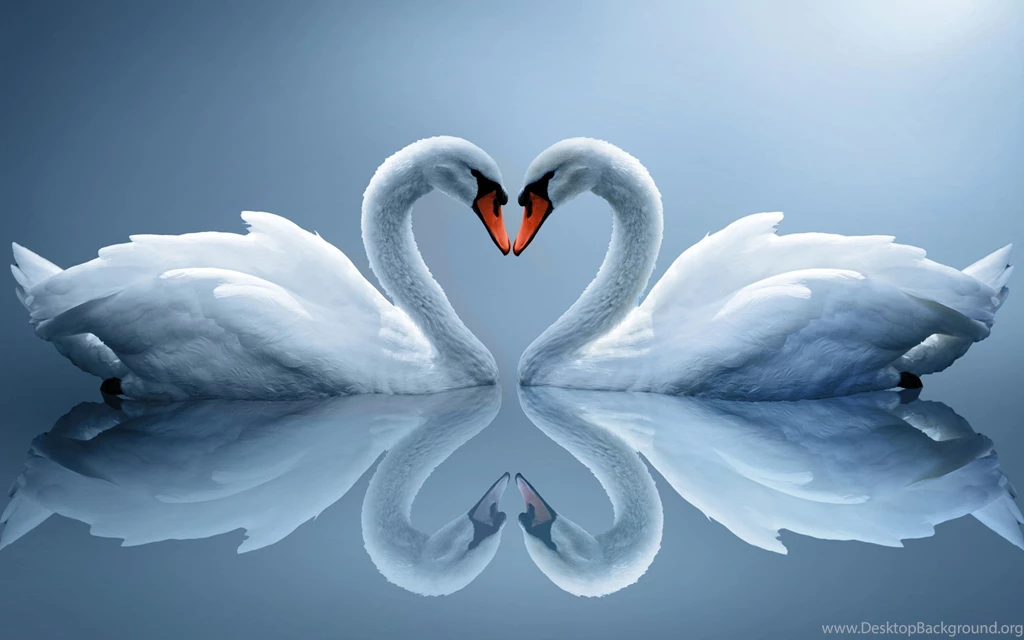 Swans Necks Heart Dual Monitors 4993 Hd Wallpapers