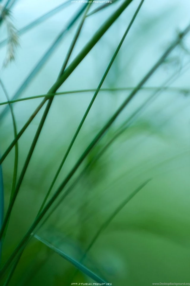 640x960 HD Wide Green Iphone 4 Wallpapers