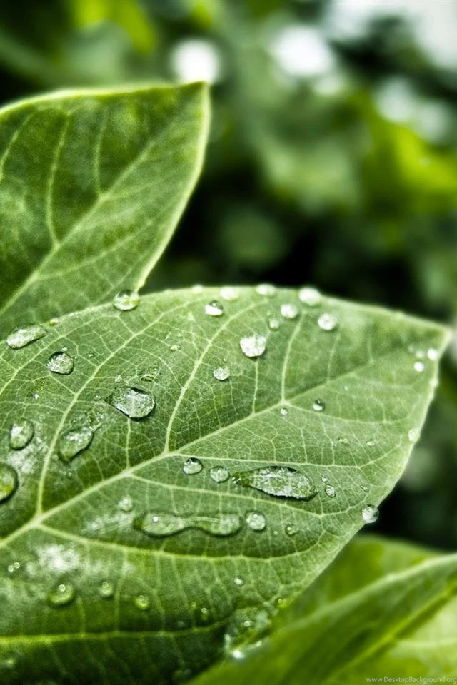 640x960 Hd Green Leaves Drip Desktop Backgrounds For iPhone 4s