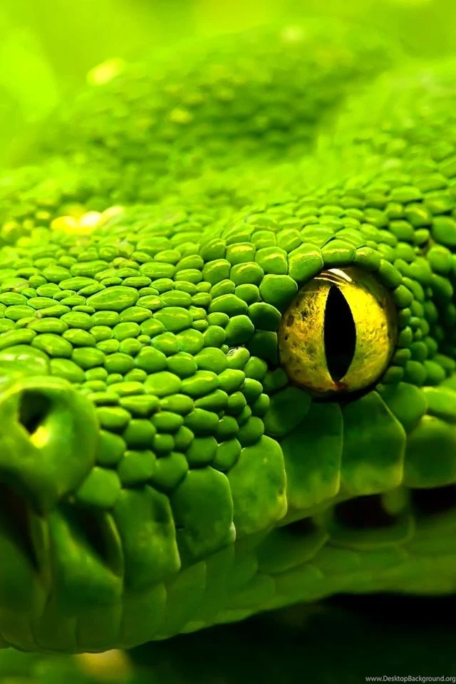 Nature Wallpapers   Animals, Snakes