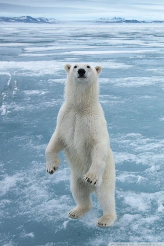 Arctic HD HD Desktop Wallpapers : Widescreen : High Definition ...