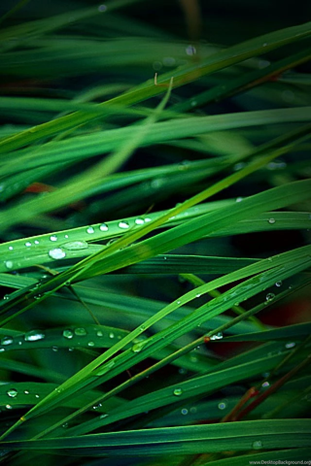 284 Dewy Grass Free Iphone Wallpapers Hd 640x960 ...