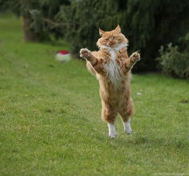 Cool Animals Pictures: Funny Animals Wallpapers