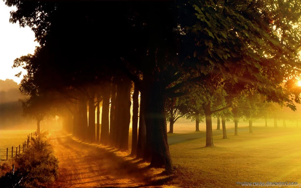 12 Best Tree Wallpapers