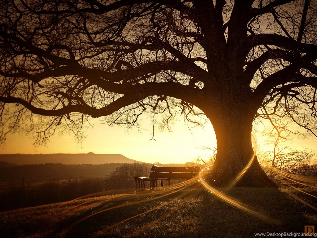 Trees Wallpapers Archives Page 5 Of 6 Wallpapers