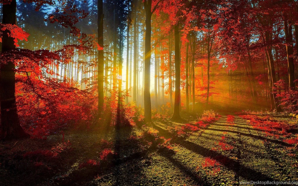 Amazing Woods Wallpapers HD Wallpapers