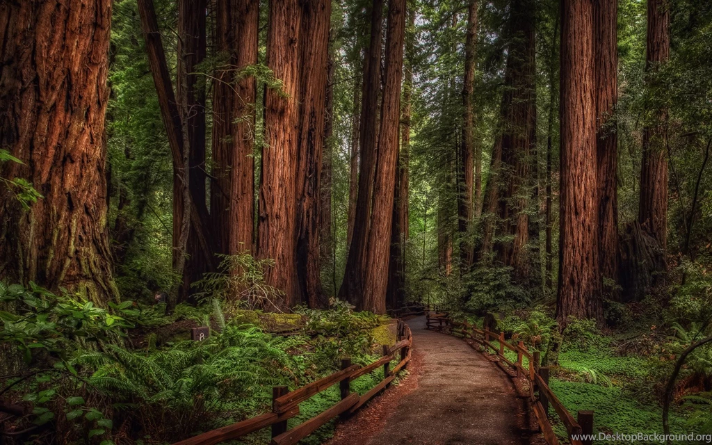Muir Woods Wallpapers Hd