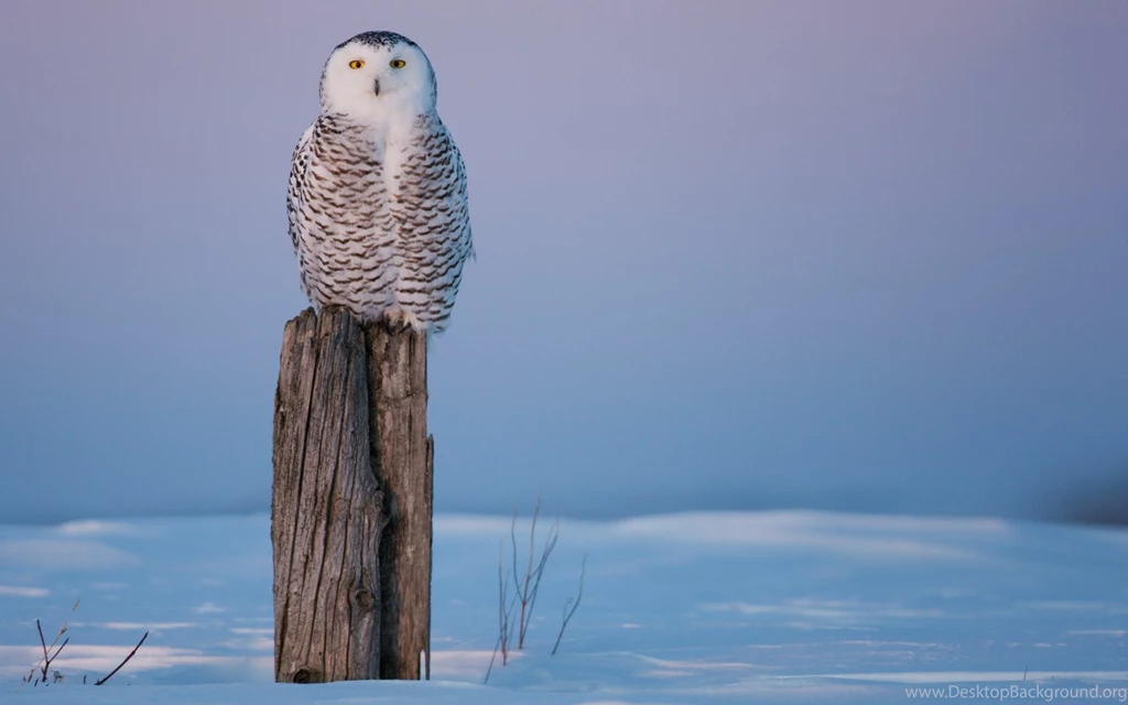 77 Snowy Owl HD Wallpapers