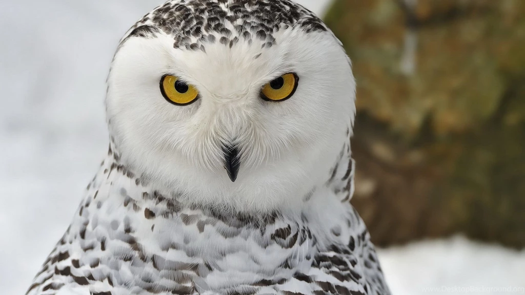 Snowy Owl Wallpapers Wallpapers Cave